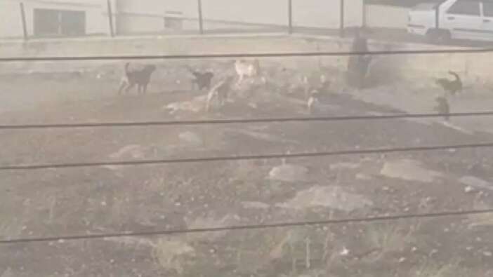 Ankara'da sokak köpekleri hamile kadına saldırdı, hastanelik oldu...