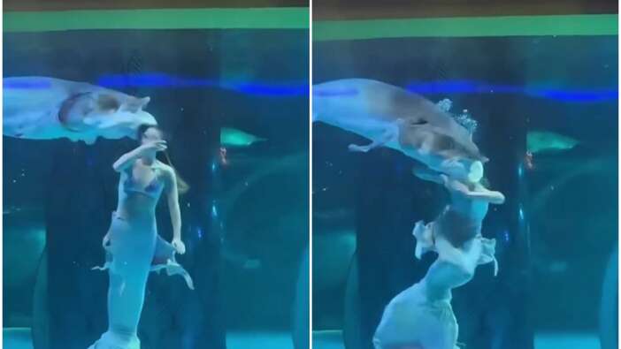 Mersin balığı akvaryumda gösteri yapan kadını kafasından ısırdı! Çocuklar çığlık çığlığa o korku dolu anları izledi