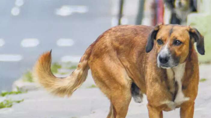 Köpek başına 72 bin TL ceza! Belediyelere kaçış yok... İşte 11 Şubat Salı gazete manşetleri! Hürriyet, Milliyet, Sabah, Takvim, Türkiye manşetleri...