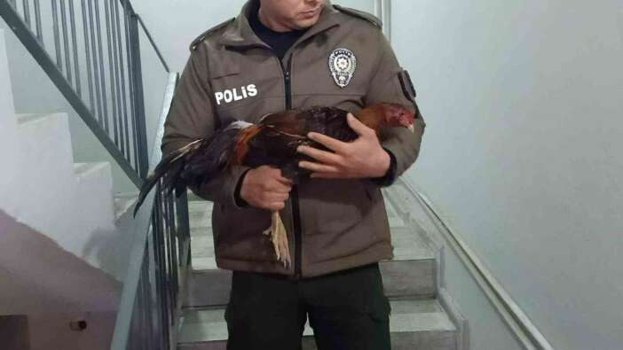 Mersin'de son dakika! Horoz dövüşüne binlerce liralık ceza!