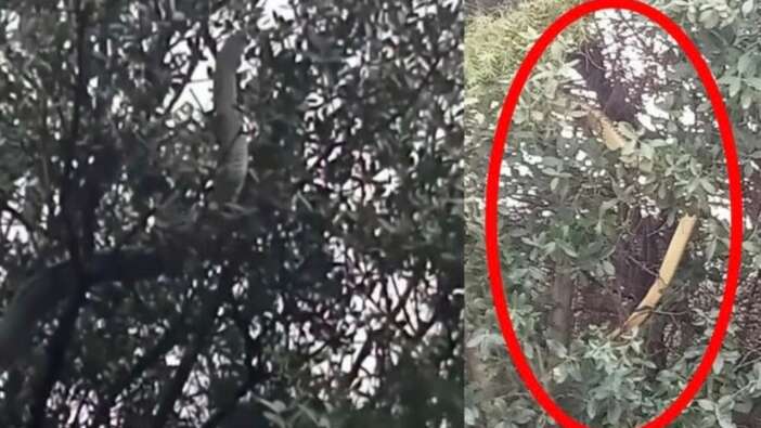 Görenler gözlerine inanamadı... Çanakkale'de 8 metrelik dev yılan