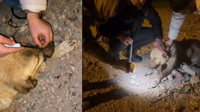 Bunu yapan insan olamaz! Köpeğin ağzını iple bağlayıp ölüme terk ettiler