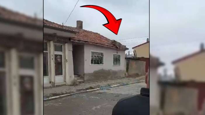 Sokak köpeklerinden kaçan geyik 4 metre yüksekliğindeki evin çatısına sığındı!