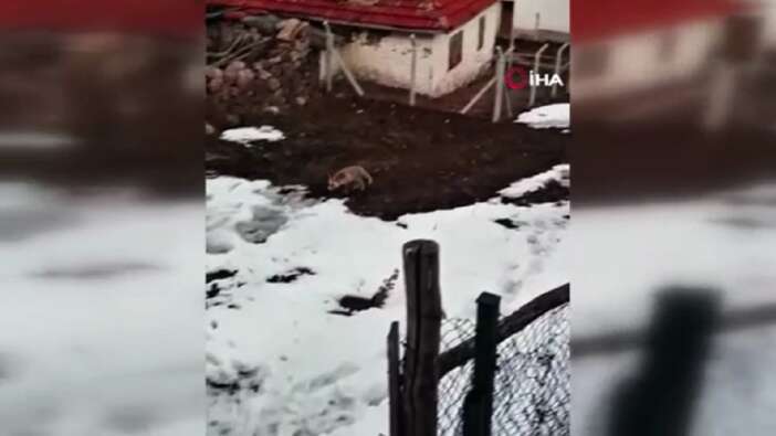 Onca kötü olay yaşanırken vatandaşın tilki ile sohbeti gülümsetti