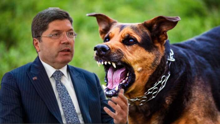 Belediyelere başıboş köpek uyarısı! Bakan Tunç duyurdu: Hukuki ve cezai işlemler uygulanacak!