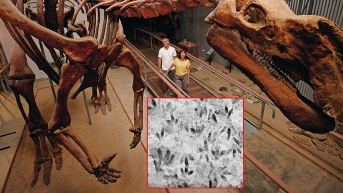 Avustralya'da 200 milyon yıl öncesine ait 66 dinozor ayak izi keşfedildi
