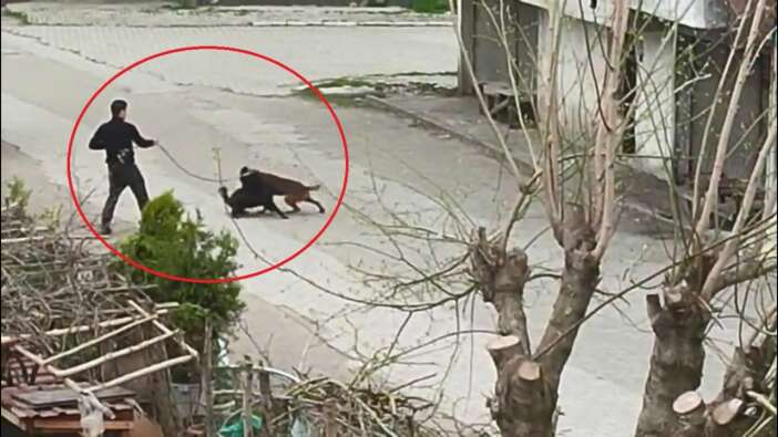Samsun'da skandal görüntüler: Köpeğini sokak köpekleriyle kavga ettirdi!