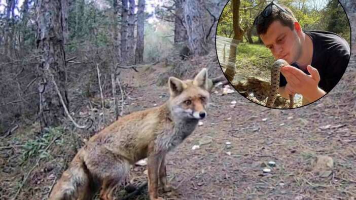 Kurduğu fotokapanlarla 13 yıldır Trakya’daki yaban hayatı kayıt altına alıyor
