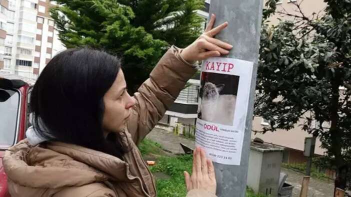 Buhar oldu uçtu! Sahibi, kayıp kedi Badem'i bulanı altınla ödüllendirecek