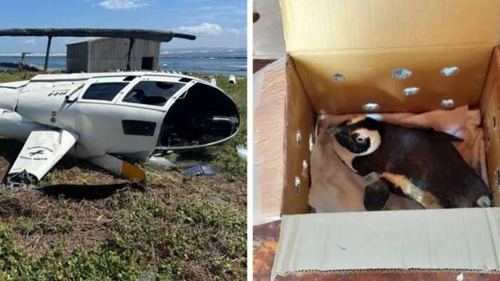 Güney Afrika'da bir penguen helikopter kazasına neden oldu