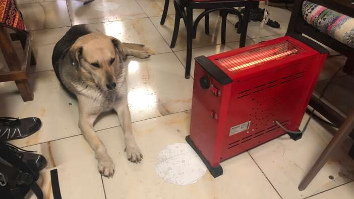 Eskişehir'de kar ve fırtınada yürek ısıtan görüntü: Sokak köpeği çay ocağına sığındı!