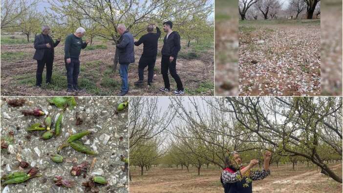 Malatya'da zirai don! Kayısı bahçelerinde hasar tespiti yapılıyor...