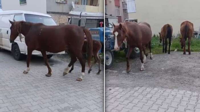 Tekirdağ'ı atlar bastı! Gören telefonuna sarıldı... Sürücülere zor anlar yaşattılad!