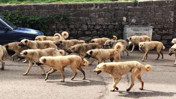 İçişleri Bakanlığı'ndan tüm belediyelere başıboş köpek uyarısı