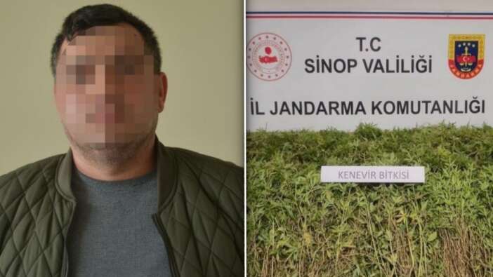 Gerze’de kenevir tartışması! Arazi sahibi “İzinli ekimden kendiliğinden çıktı” dedi!