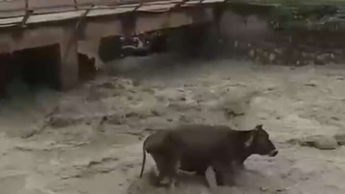 Siirt’te yürek ısıtan kurtarma!Taşan deredeki inek sağ salim kurtuldu