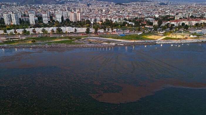 CHP belediyeciliği şaşırtmıyor! İzmir'in Karşıyaka sahilinde deniz marulu alarmı! Kirlilik ve koku tehlikesi!