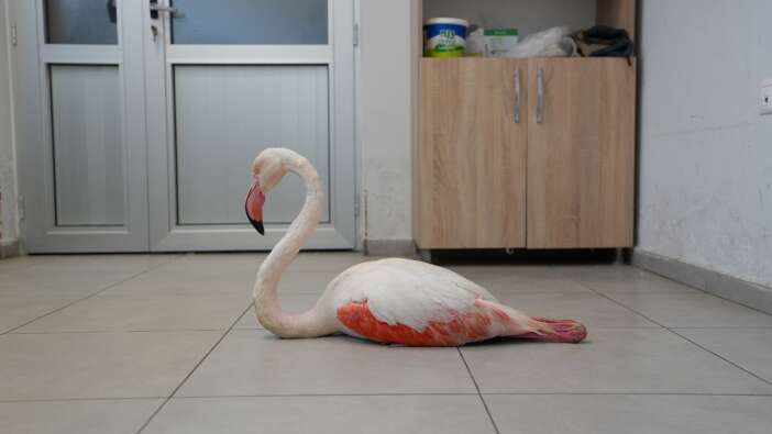 Denizli'de bulunan yaralı flamingo tedavi edilerek doğal yaşama geri bırakıldı
