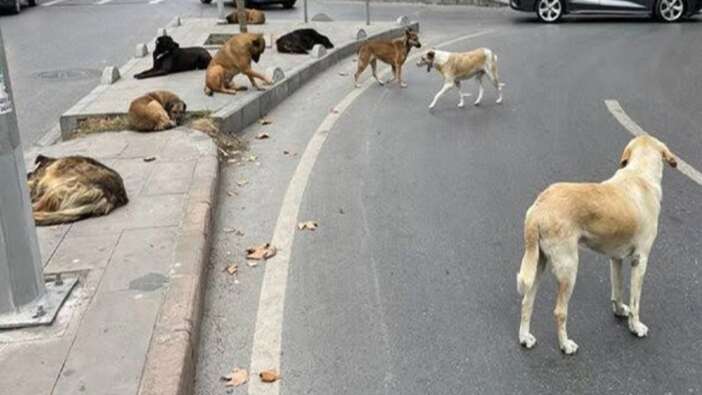 CHP'li belediyeden başıboş köpekler için 'somonlu mama' ihalesi