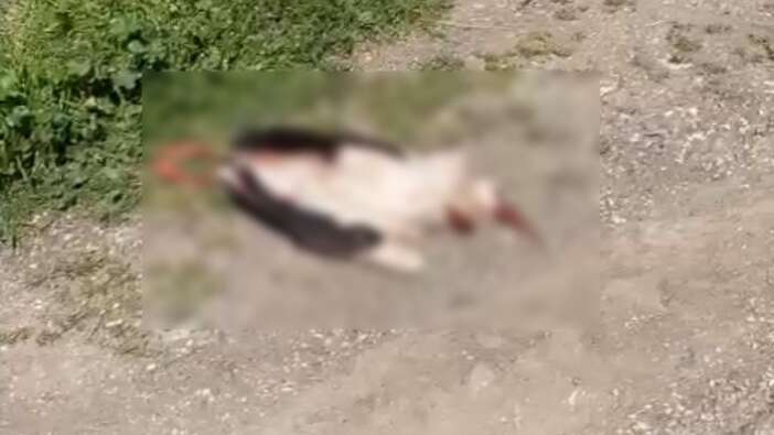 Tokat Turhal’da leylek trajedisi: Elektrik teline çarpan anne leylek öldü