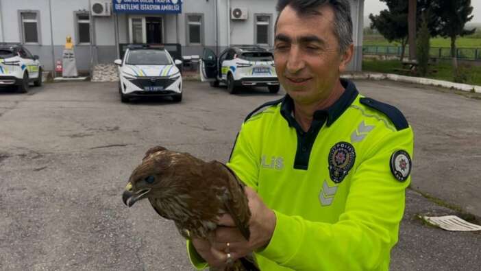 Bafra'da polis ekiplerinin bulduğu yaralı doğan koruma altında