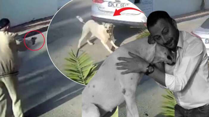 Emekli polisi memuru, havladı diye köpeği katletti! Lady'yi 3 el ateş ederek öldürdü