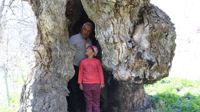 Hakkari'de asırlık ceviz ağacının kovuğuna 12 kişi sığdı