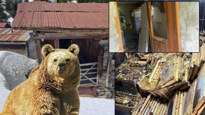 Rize'de kış uykusundan uyanan ayılar evlere dadandı, 30 hanede yiyecek aramışlar