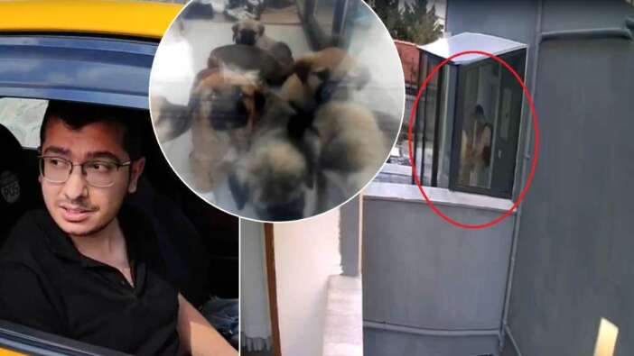Türkiye'nin yeni psikopatı! Doktor, sahiplendiği 26 yavru köpeği evinin balkonunda öldürdü