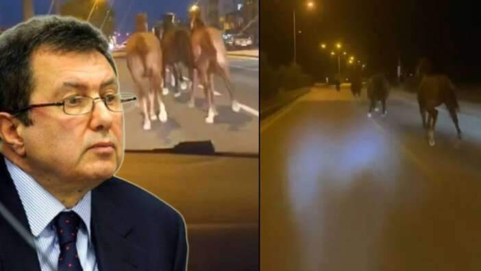 Mehmet Emin Karamehmet'in yarış atları çiftlikten kaçıp trafiği birbirine kattı