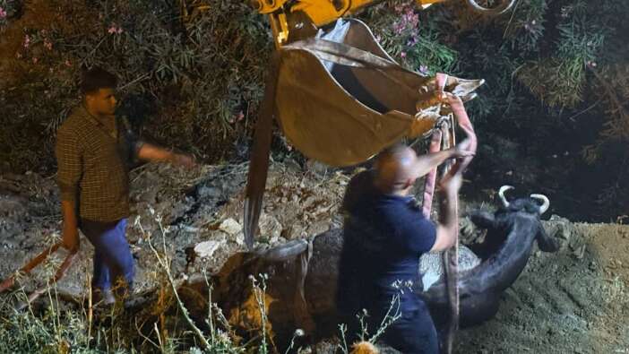 Düştüğü su kanalında çamura saplanan inek, kepçeyle kurtarıldı