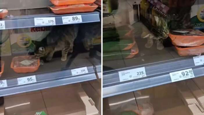 İstanbul’da zincir market rezaleti! Et reyonunda kedi, raflarda tarihi geçmiş yumurta