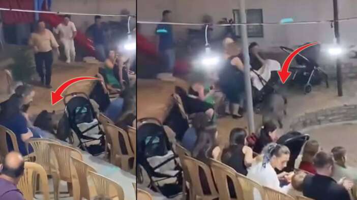 Yaban domuzu düğüne daldı! Bodrum'daki sokak düğününde davetsiz misafir paniği