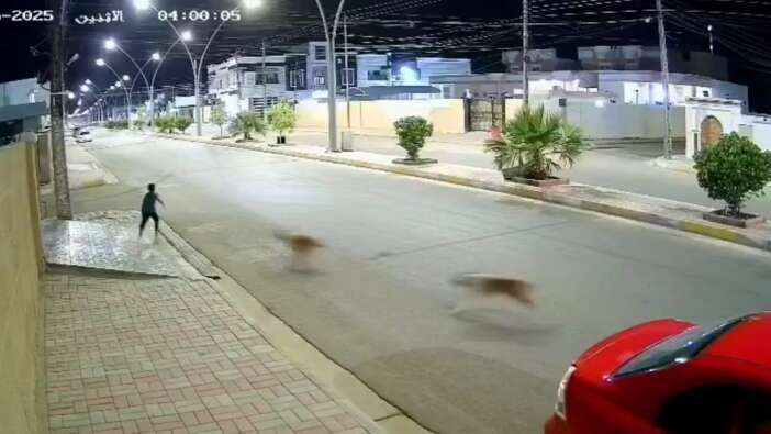 Köpek saldırısından Kelime-i Şehadet getirerek kurtuldu