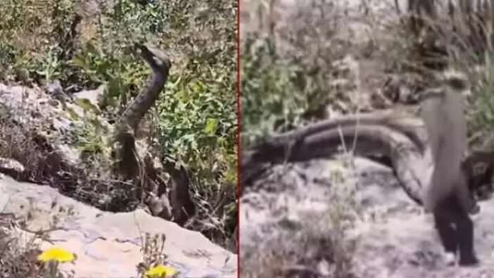 Elazığ'da korku dolu anlar: Telefonla görüntülediği yılanların saldırısına uğradı