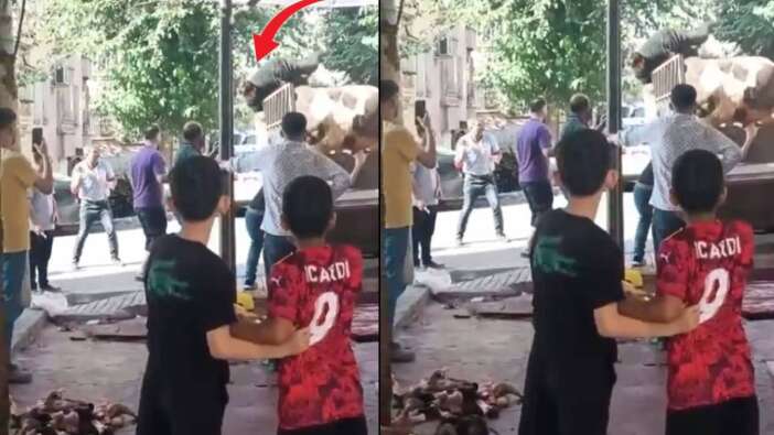Kamyonette boğa güreşi! Şanlıurfalı kasap hayatının kabusunu yaşadı
