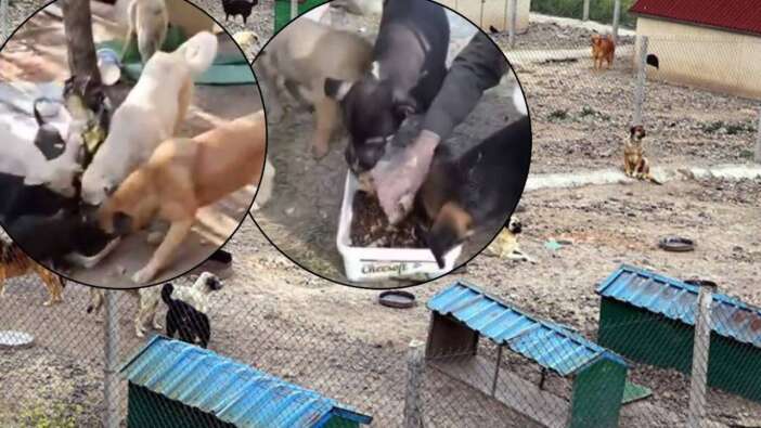 Sahte hayvanseverlerin maskesi düştü! Yardım paralarına çöken 5 dernekten 10 şüpheli tutuklandı