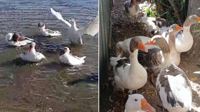 Denize girdikleri için CİMER'e şikayet edilen kazlar kümese kapatıldı! 8'i sıcaktan öldü...