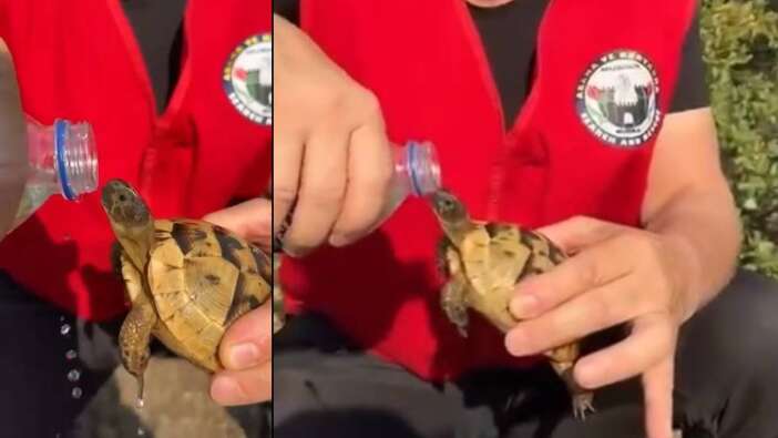 Küçük bir can, büyük bir vicdan... Bursa Harmancık'ta ekipler kaplumbağayı böyle kurtardı