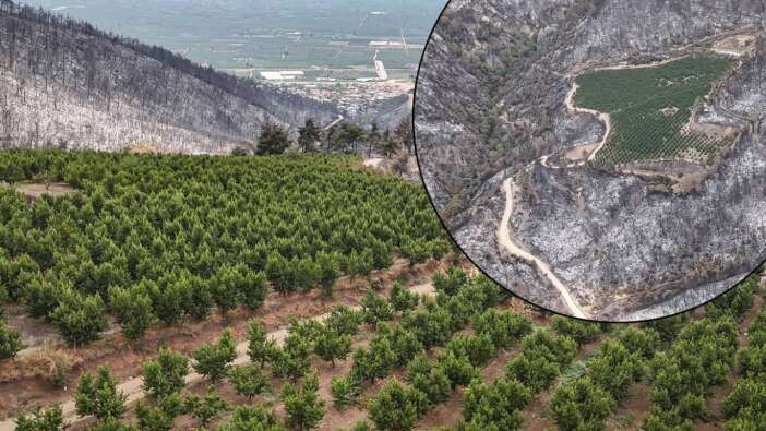 Allah'ın hikmeti... Bursa'da orman yangınının ortasında kalan 48 dönümlük şeftali bahçesi zarar görmedi