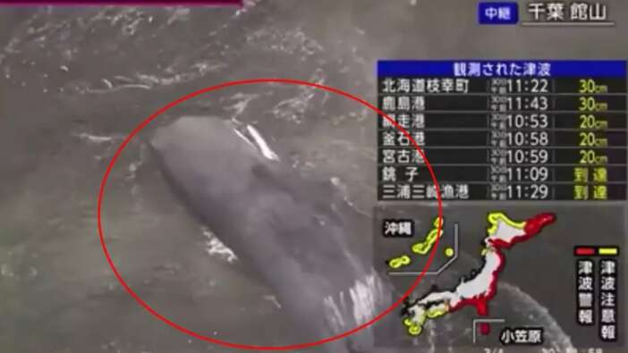 Rusya'daki deprem Japonya'yı sarstı!  Tsunami sonrası canlı yayında balinalar karaya oturdu
