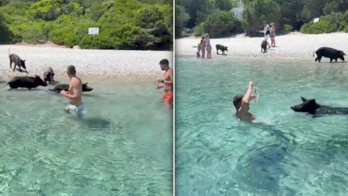 “Domuzlar bile nefret ediyor sizden” Yunan sahilinde şok anlar: Domuzlar İsrailli turistlere saldırdı!