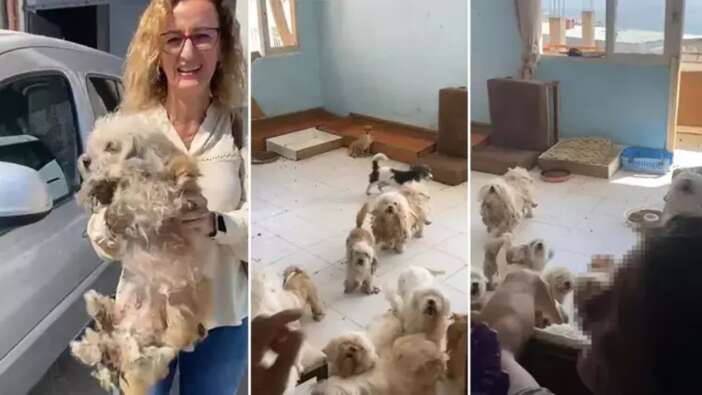 20 köpeği sağlıksız şekilde evde tutan kişiye 2 milyon 507 bin lira ceza
