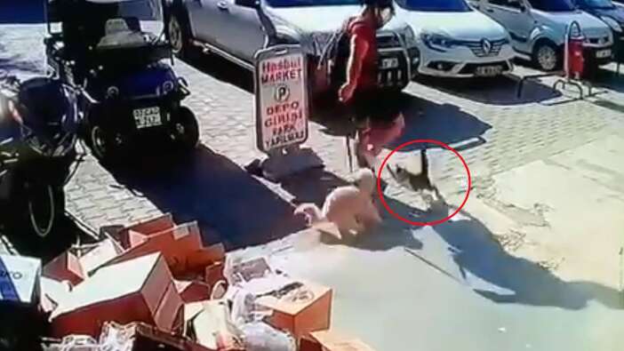 Anbean görüntülendi! Kediyi acımasızca tekmeleyen cani tutuklandı