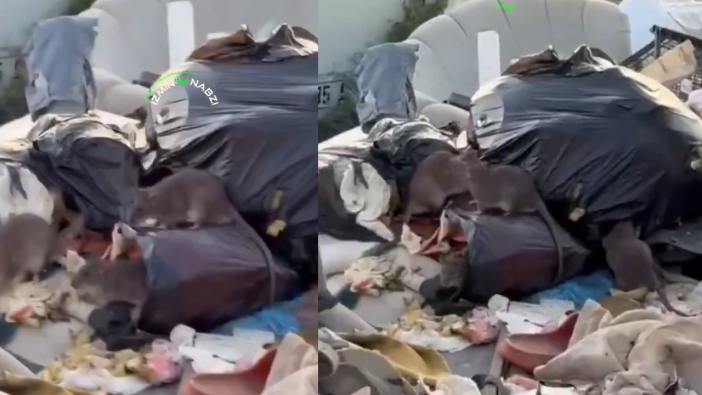 Bornova çöplüğünde fare istilası: Vatandaşlar belediyeye isyan ediyor!