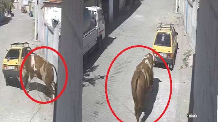Kaçan boğa, boynuz darbeleriyle park halindeki otomobile zarar verdi