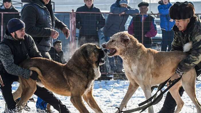 Bu zulme sessiz kalmayın! Türkiye’de köpek dövüşleri sosyal medyada gözler önünde