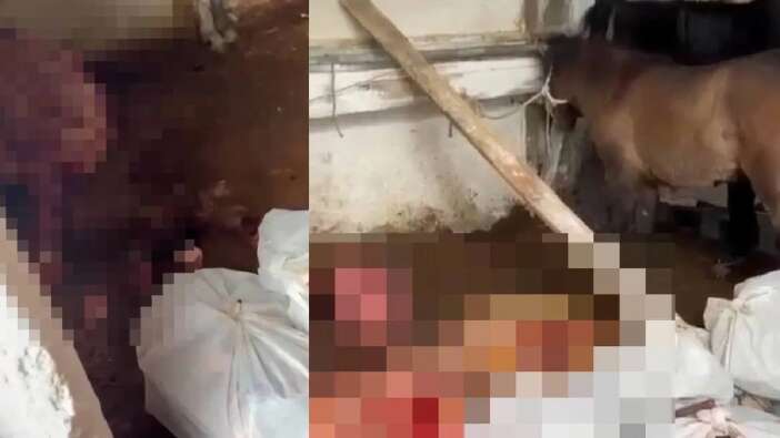 Mide bulandıran görüntüler... Ataşehir’de büyük skandal: Atlar kesildi, satışa çıkarıldı