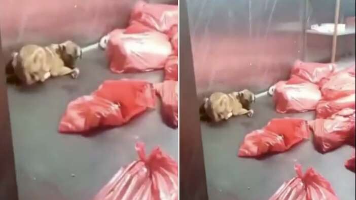 CHP’li Ankara Büyükşehir Belediyesi barınağında dehşet iddiası! Poşete konulan köpek can havliyle kurtulmaya çalıştı, Mansur Yavaş’a tepki var...