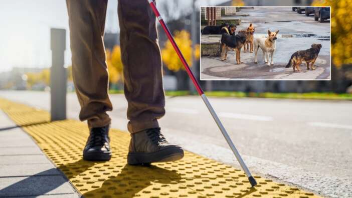 Sancaktepe Belediyesi'nde skandal iddia: Görme engelli vatandaşın köpek talebine şok cevap! "Yardım alarak geç"